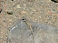 Liolaemus thermarum en roca