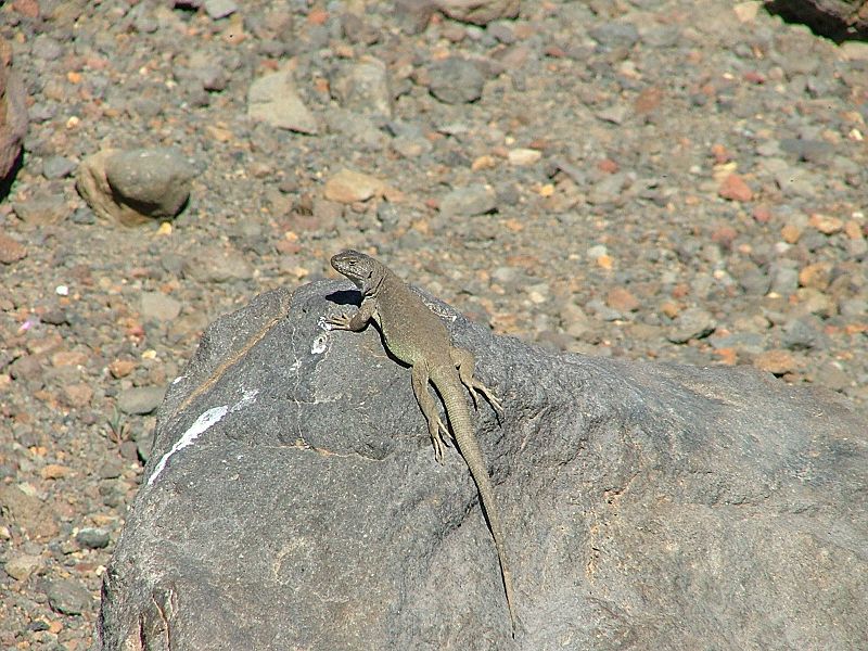 Liolaemus thermarum en roca