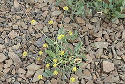 Lomatium nudicaule 6022.JPG