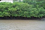 Archivo:Manglar de Tamarindo - Rio Matapalo - Tamarindo - Guanacaste - Costa Rica