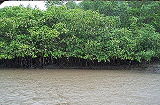 Manglar de Tamarindo - Rio Matapalo - Tamarindo - Guanacaste - Costa Rica