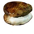 Medionidus penicillatus