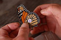 Archivo:Monarch Butterfly Danaus plexippus Tagged 3008px