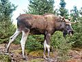 Moose-Gustav