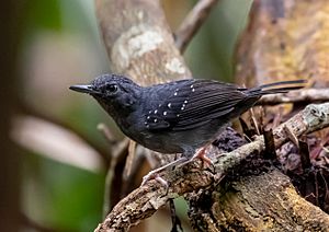 Archivo:Myrmelastes humaythae - Humaita antbird (male), Careiro, Amazonas, Brazil