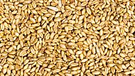Archivo:Naked wheat(Triticum aestivum) in Nepal-September 27, 2016-IMG 8015