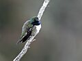 Oreotrochilus cyanolaemus - Blue-throated Hillstar - male
