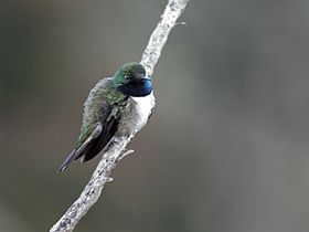 Oreotrochilus cyanolaemus - Blue-throated Hillstar - male.jpg