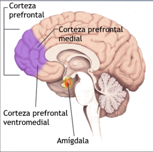 Archivo:PTSD stress brain-es