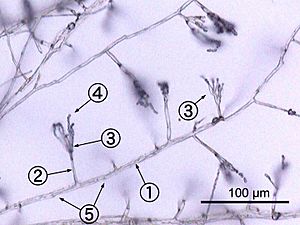 Archivo:Penicillium labeled