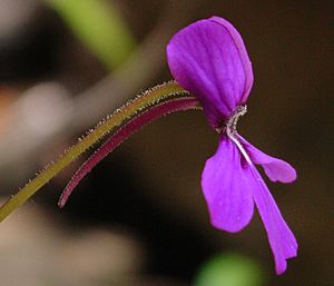 Archivo:Pinguicula moranensis flower profile