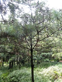 Archivo:Pinus armandii - Kunming Botanical Garden - DSC02734
