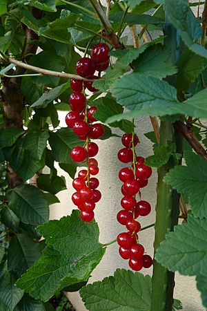 Archivo:Redcurrant, berries