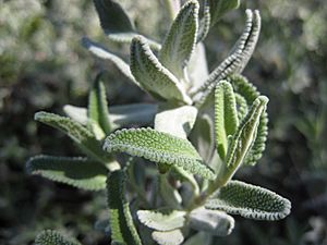 Archivo:Salvia clevelandii close-up