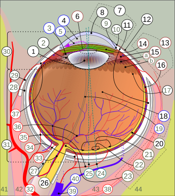 Archivo:Schematic diagram of human eye multilingual