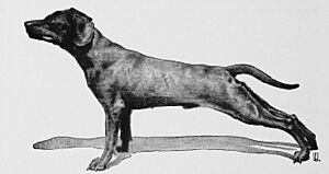 Archivo:Special pathology and therapeutics of the diseases of domestic animals (1912) (20690604576)
