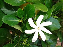 Starr 070221-4645 Gardenia sp.