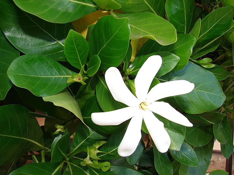 Starr 070221-4645 Gardenia sp.