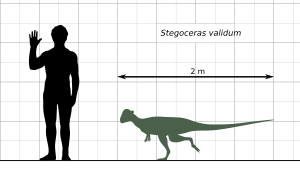 Archivo:Stegoceras Scale Diagram - Steveoc86