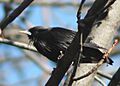 Sturnus unicolor 016