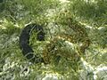 Synapta maculata & Holothuria leucospilota
