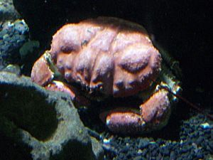 Archivo:Tasmanian Giant Crab