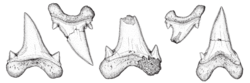 Teeth from the holotype of Cardabiodon ricki.png