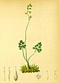 Thalictrum alpinum Atlas Alpenflora