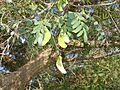 Tipuana tipu fruit and foliage