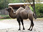 Trampeltier Camelus bactrianus Tierpark Hellabrunn-5.jpg