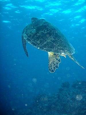 Archivo:Turtle06