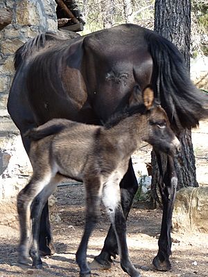 Archivo:Una Mula recién nacida en VALDESERRILLAS, Benagéber (Valencia)