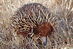 Wild shortbeak echidna.jpg