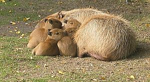 Archivo:Young capybaras