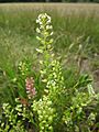 20130705Lepidium virginicum1