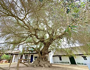 Archivo:Acebuche Centenario (Ancient Olive Tree)