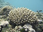 Archivo:Acropora coral ffs
