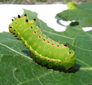 Archivo:Actias luna 3rd instar sjh