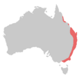 Alisterus scapularis range