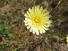 Archivo:Andryala integrifolia capítulo