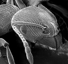Archivo:Ant SEM