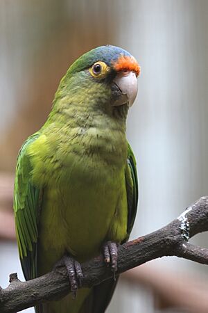 Aratinga canicularis -Jurong Bird Park, Singapore-8a.jpg