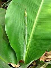 Archivo:Banana leaves of Bangladesh 02