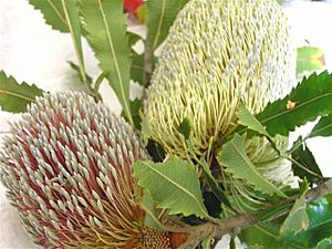 Archivo:Banksia serrata colour variants (P209009911)