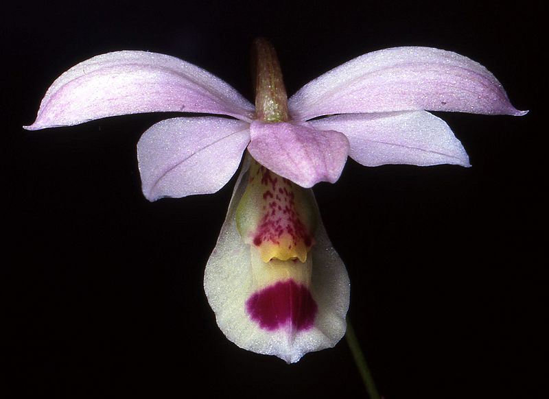 Barkeria barkeriola Orchi 022