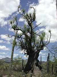 Archivo:Beaucarneagracilis