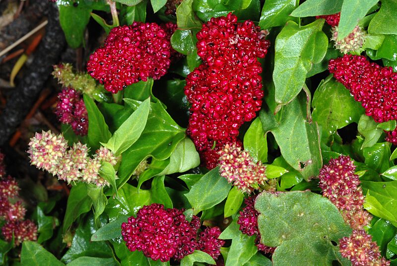 BlitumCapitatum2