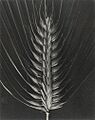 Blossfeldt-Hordeum distichum, Pfauen- oder Reisgerste