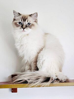 Archivo:Blue Lynx Point