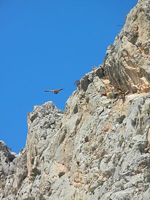 Archivo:Buitres en Leiva. Sierra Espuña